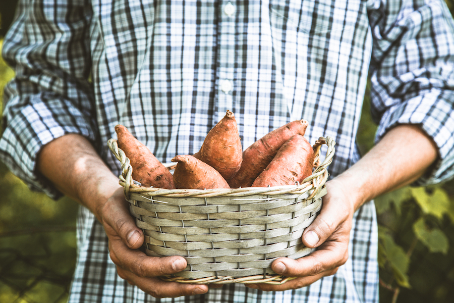 Hands holding a basket of sweet potatoes.