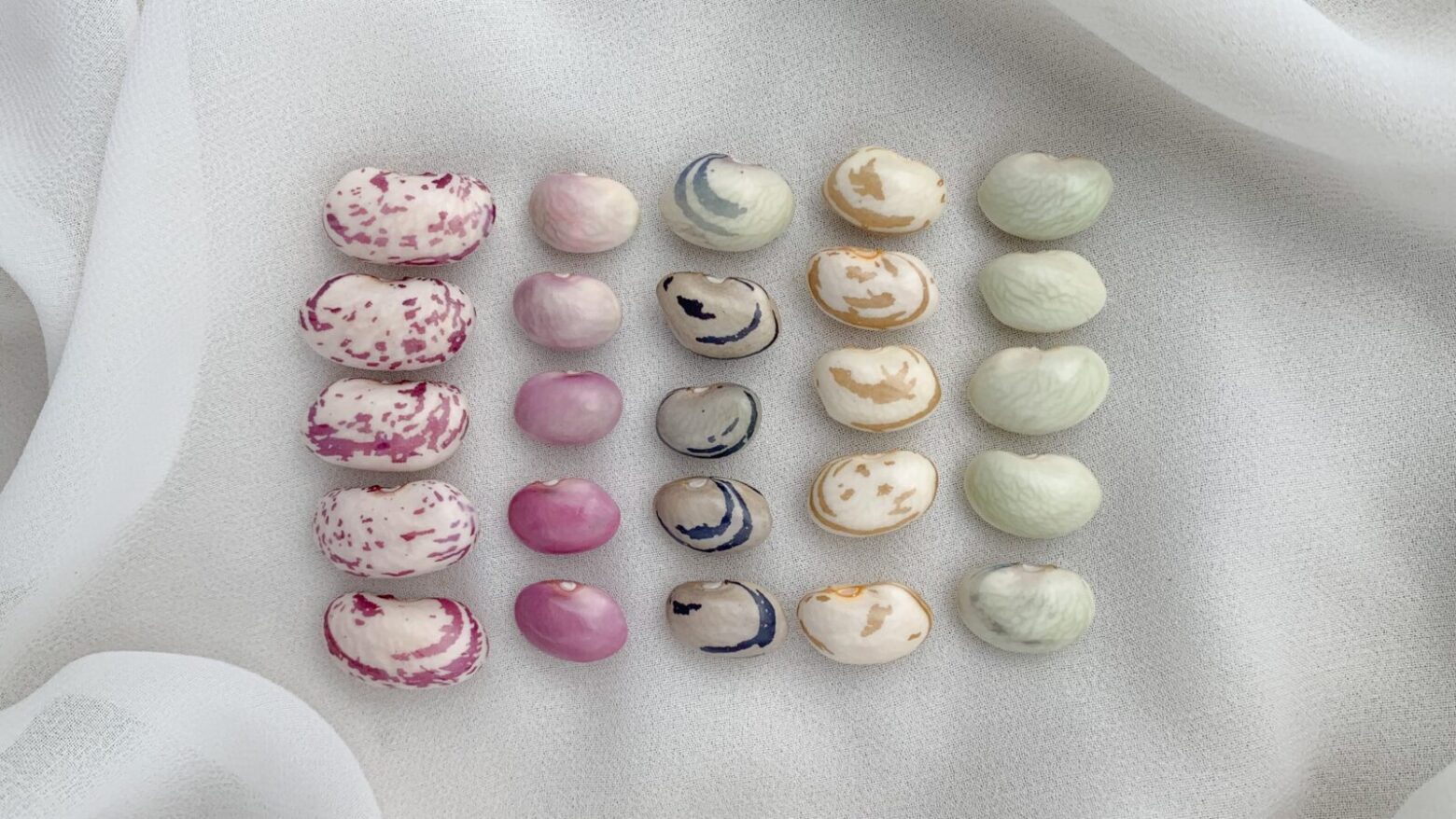 Various colored beans on a sheer white cloth