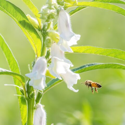 A bee flies toward a sesame flower