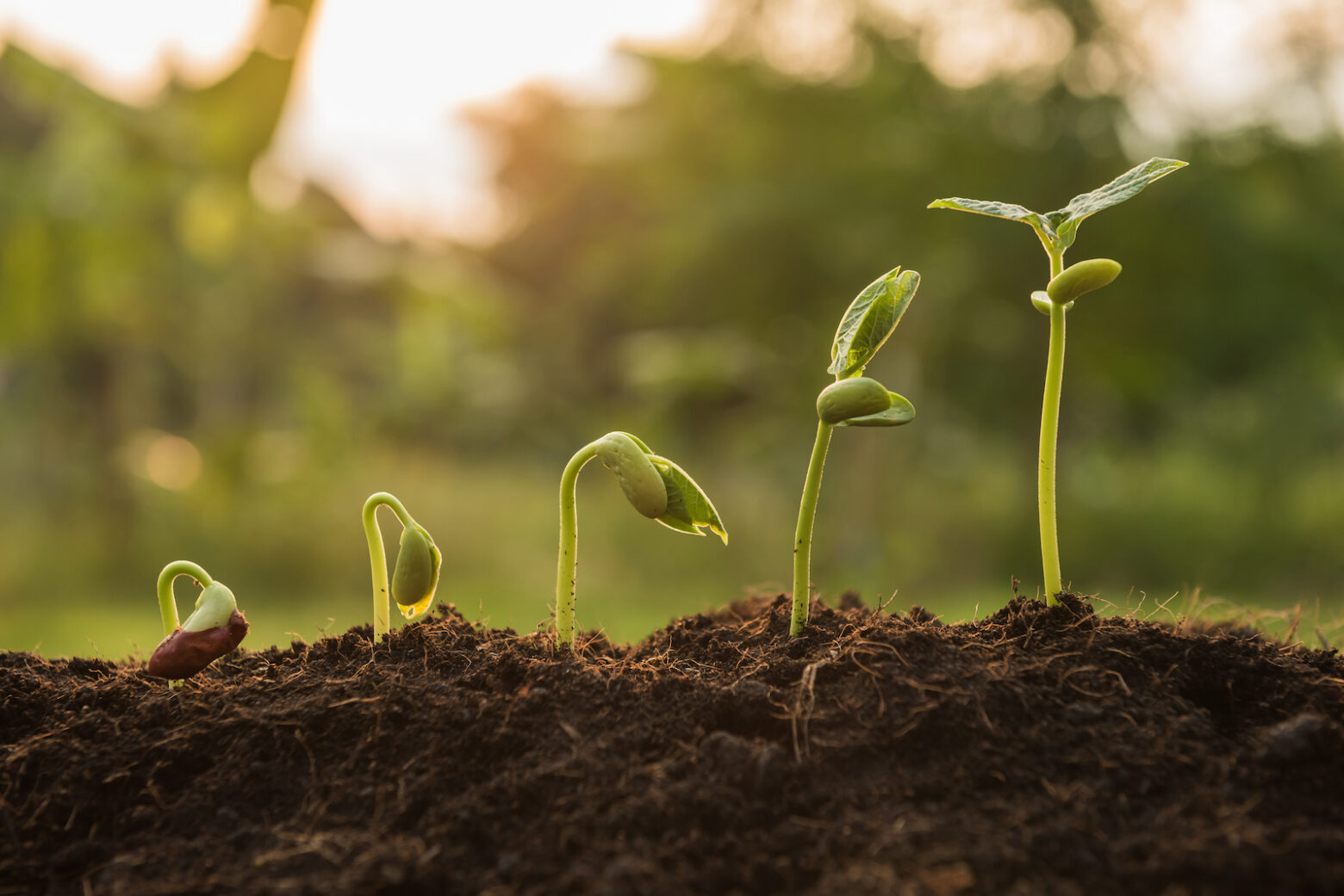 evolution of a sprout growing