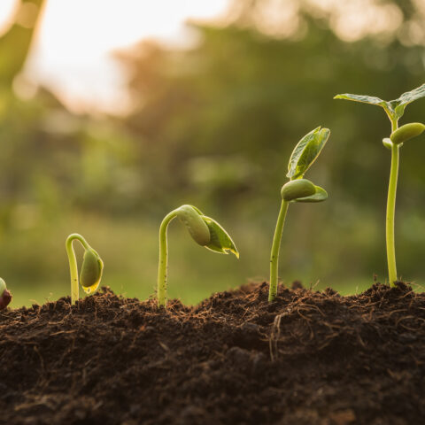 evolution of a sprout growing